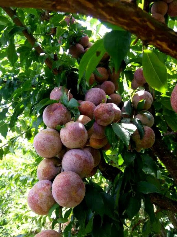 农商新星 ∣ 17年资深批发商自爆双华李批发背后那些事儿